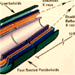 Schematic Of Grazing Incidence X-Ray Mirror