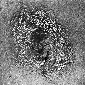 Crab Nebula image