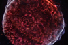 SN1006 In 60 Seconds