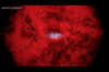 Tour: NASA Connects Little Red Dots With Chandra, Webb