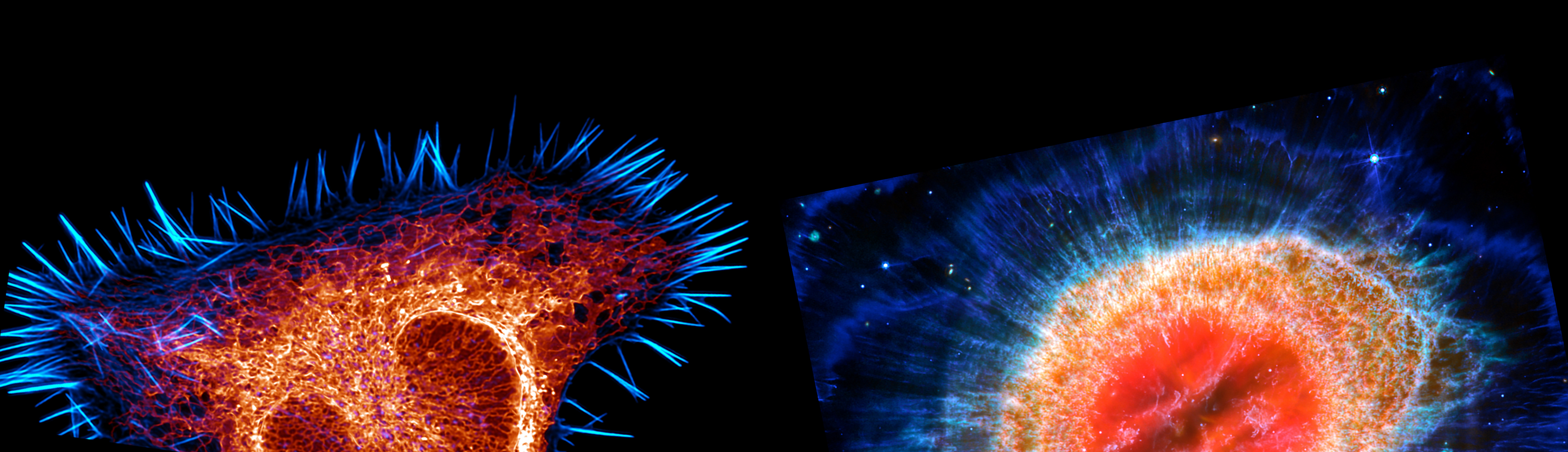 Mouse Brain Cell vs. Ring Nebula