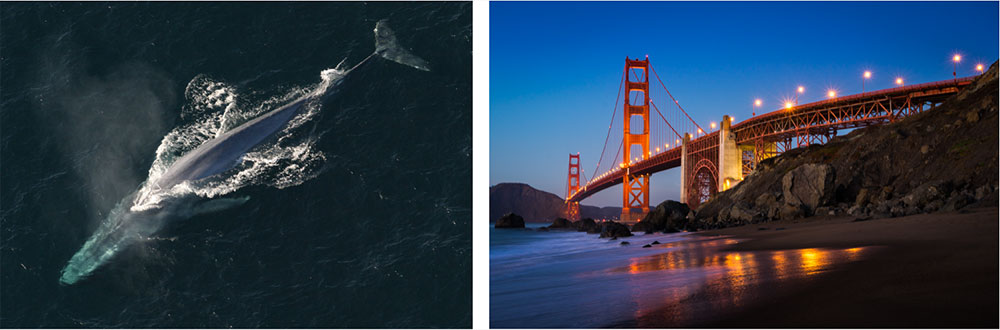 An image of the San Francisco Golden Gate Bridge (right) and an image of a whale (left)