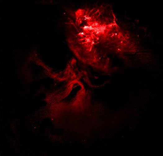 MSH 15-52